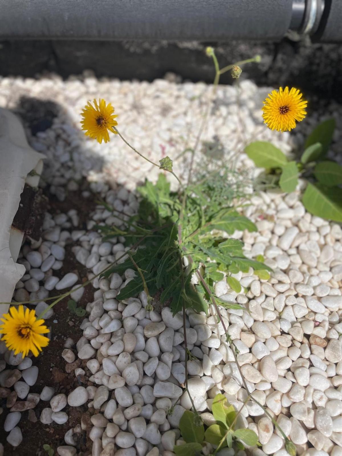 Villa Jaira La Vegueta Kültér fotó